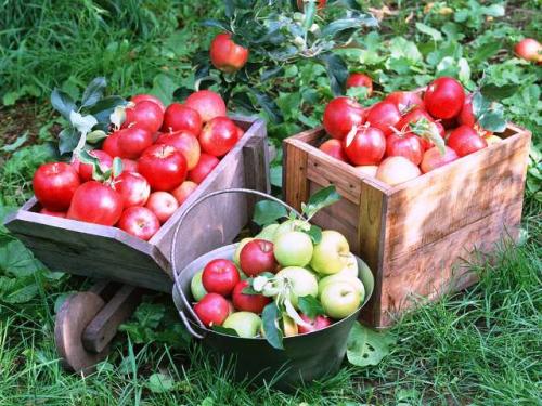 Когда обрывают антоновку. Когда собирать яблоки в зависимости от сорта