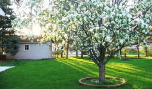 Когда собирать яблоки Флорина. Иммунная зимняя яблоня Флорина