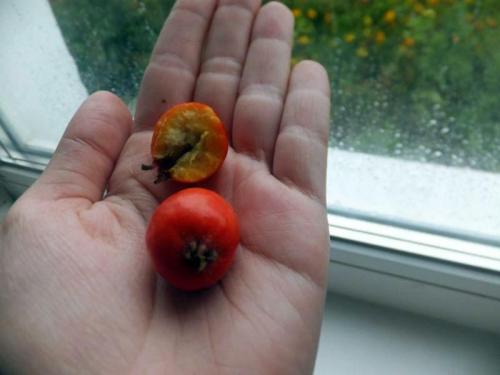 Как сажать боярышник семенами. Посадка боярышника