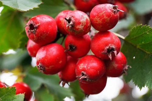 Инструкция по посадке боярышника. Боярышник садовый крупноплодный и его разновидности