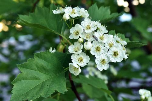 Инструкция по посадке боярышника. Боярышник садовый крупноплодный и его разновидности