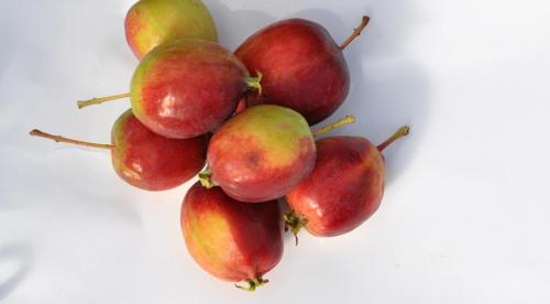 Характеристика сорта яблок антоновка. Описания и характеристика сорта 09 Характеристика сорта яблок антоновка. Описания и характеристика сорта 09