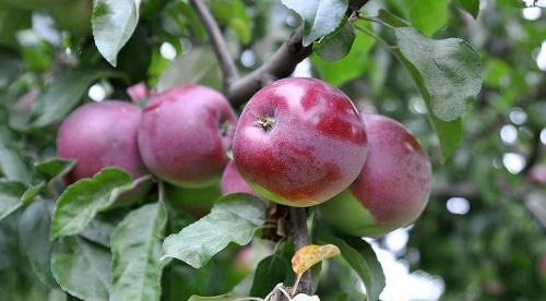 Характеристика сорта яблок антоновка. Описания и характеристика сорта 04 Характеристика сорта яблок антоновка. Описания и характеристика сорта 04