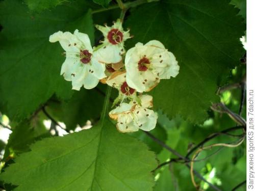 Боярышник в горшке. Как я вырастил боярышник из семян