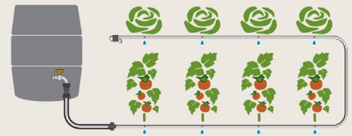 Как капельный полив влияет на урожайность и качество растений. Спасение от засухи. Стоит ли устанавливать капельный полив?