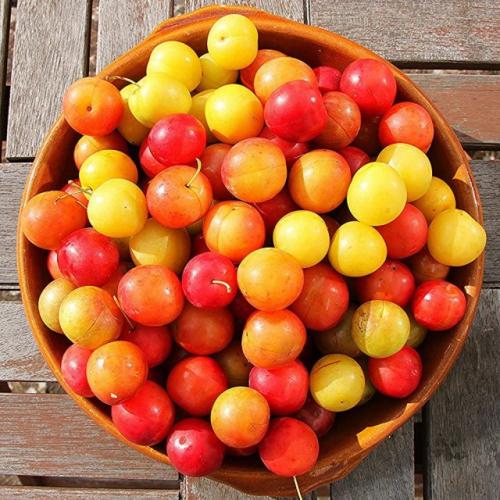 Чем алыча Кубанская Камета отличается от других сортов алычи. Особенности выращивания алычи