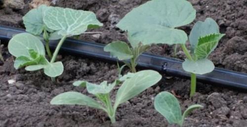 Как часто поливать растения с помощью капельного полива. 7 принципов капельного полива: