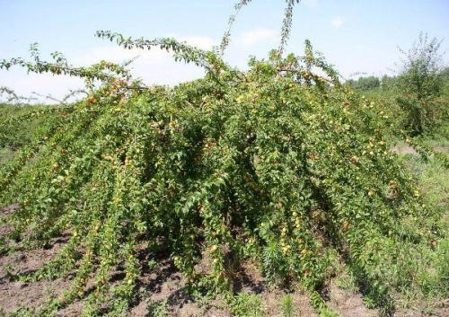 Как правильно хранить алычу Кубанская Камета, чтобы она дольше сохранялась. Характеристики дерева и плодов, описание сорта, опылитель