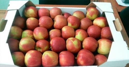 Как хранить яблоки: создаем оптимальную температуру для хранения зимой + правильно выбираем тару