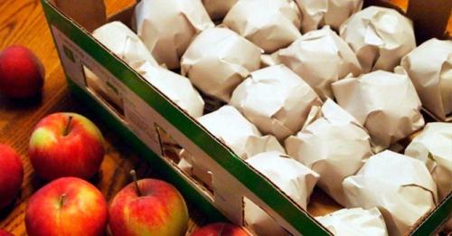 Как хранить яблоки: создаем оптимальную температуру для хранения зимой + правильно выбираем тару