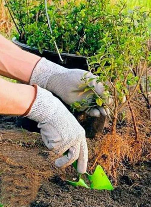 Когда сажать боярышник осенью. Посадка в открытый грунт