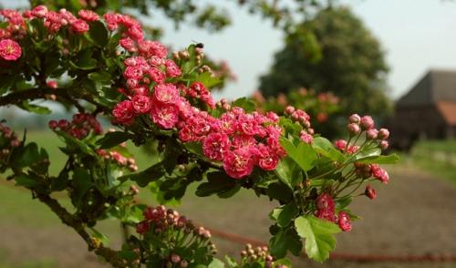 Посадка боярышника весной и осенью. Правила ухода и обрезки боярышника