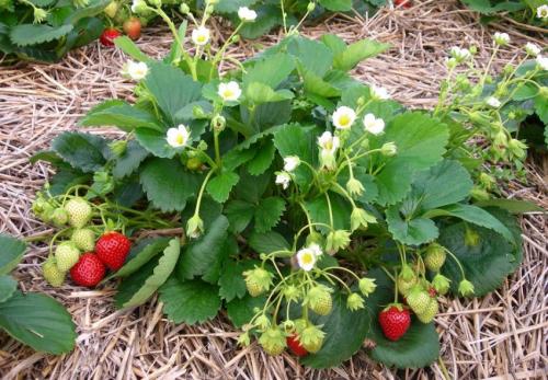 Посадка клубники в открытый грунт 06