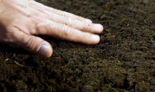 Когда сажать боярышник осенью. Посадка в открытый грунт