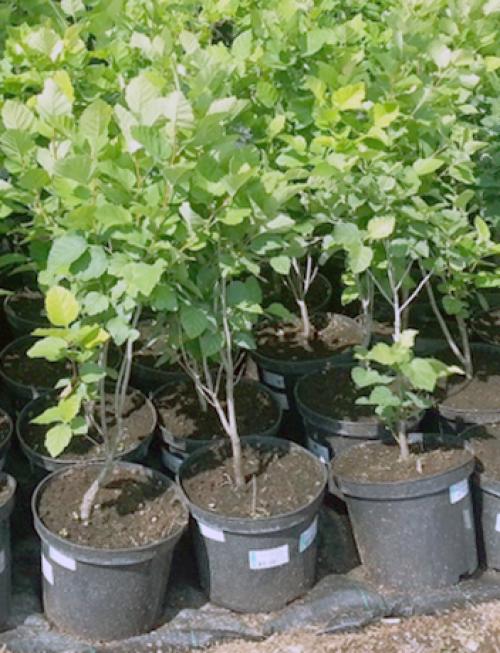 Когда сажать боярышник осенью. Посадка в открытый грунт