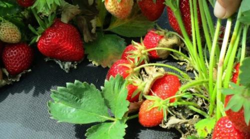 Как сажать клубнику под агроволокном. Выращивание клубники под агроволокном