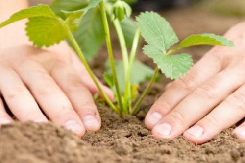 Посадка клубники в ноябре. Сроки