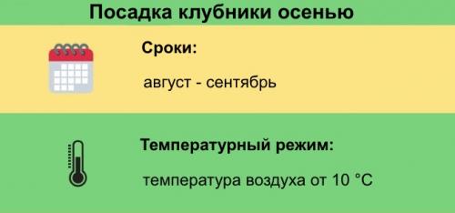 Посадка клубники в ноябре. Сроки