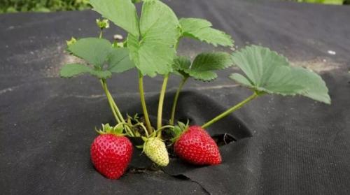 Посадка клубники на черное агроволокно. Посадка клубники на черный укрывной материал