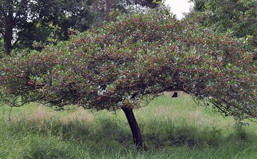 Когда сажать боярышник осенью. Посадка в открытый грунт