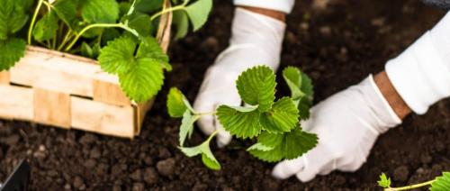 Посадка клубники в открытый грунт 05