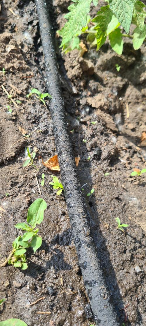 Как капельный полив за 2 минуты может улучшить состояние растений. Делюсь огородным опытом (капельный полив)
