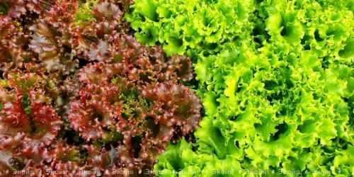 Удивительные возможности: За 2 минуты капельный полив сделает даже самые сухие растения зелёными 11 Удивительные возможности: За 2 минуты капельный полив сделает даже самые сухие растения зелёными 11