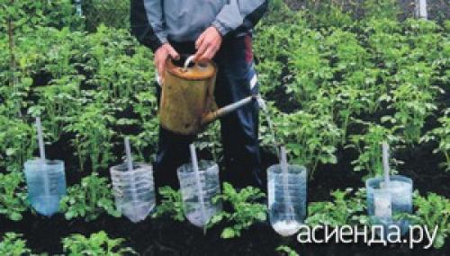 Можно ли сделать систему капельного полива из пластиковых бутылок. Как устроить капельный полив из пластиковых бутылок Существует множество конструкций для автоорошения, подразумевающих покупку шлангов и других приспособлений. Рассмотрим экономичный вариант, доступный каждому. Используя пластиковые бутылки можно обеспечить направленное поступление влаги на несколько дней. Аналогично можно использовать стеклянную тару, полиэтиленовые мешочки. Рассмотрим несколько видов бесперебойного орошения.