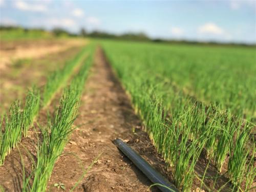 Как организовать капельный полив на вашем участке: пошаговая инструкция 06 Как организовать капельный полив на вашем участке: пошаговая инструкция 06