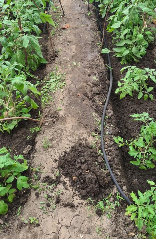 Как капельный полив за 2 минуты может улучшить состояние растений. Делюсь огородным опытом (капельный полив)