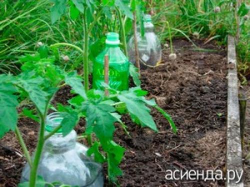 Можно ли сделать систему капельного полива из пластиковых бутылок. Как устроить капельный полив из пластиковых бутылок Существует множество конструкций для автоорошения, подразумевающих покупку шлангов и других приспособлений. Рассмотрим экономичный вариант, доступный каждому. Используя пластиковые бутылки можно обеспечить направленное поступление влаги на несколько дней. Аналогично можно использовать стеклянную тару, полиэтиленовые мешочки. Рассмотрим несколько видов бесперебойного орошения.