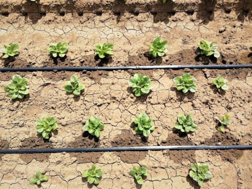 Как организовать капельный полив на вашем участке: пошаговая инструкция 05 Как организовать капельный полив на вашем участке: пошаговая инструкция 05