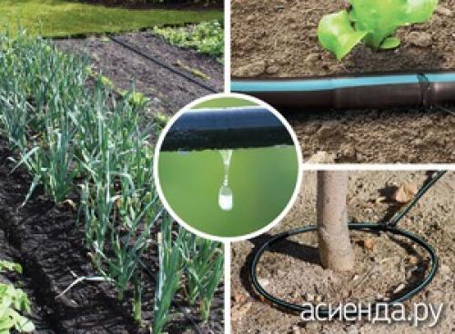 Какие преимущества капельного полива перед другими методами орошения. Преимущества капельного полива