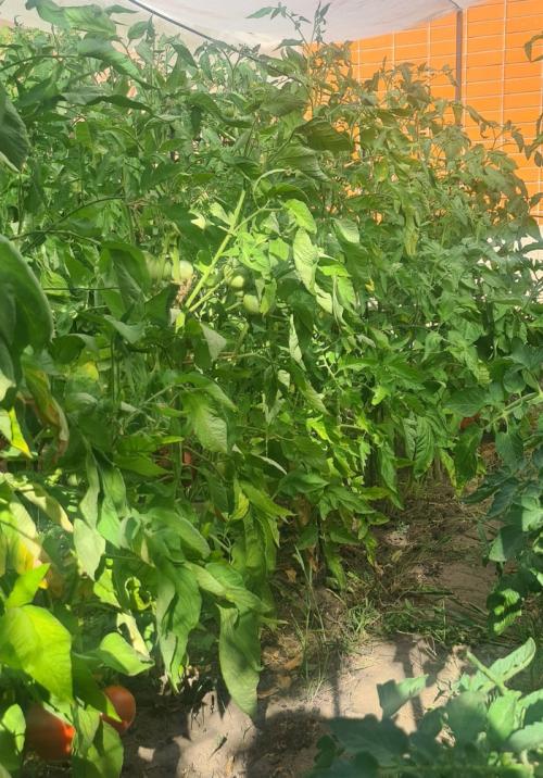 Какие плюсы и минусы использования самодельной системы капельного полива. Делюсь огородным опытом (капельный полив)