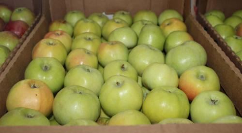 Когда собирать зимние яблоки. Всё про зимние сорта яблок