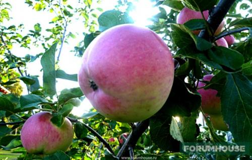 Когда убирать антоновку на зиму. Срок хранения яблок