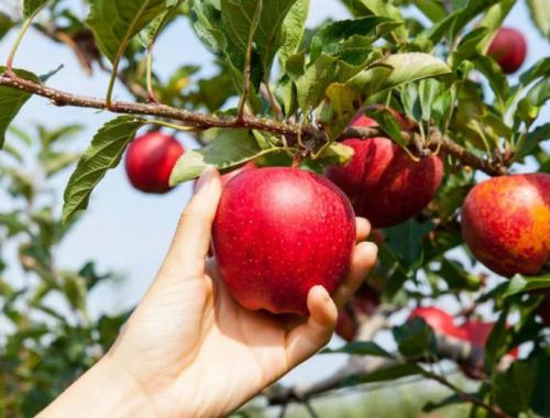 Когда собирать антоновку в подмосковье. Виды яблок на хранение