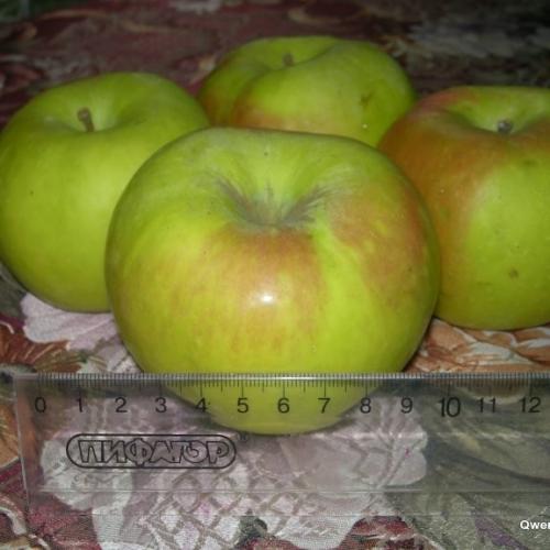 Когда убирать антоновку на зиму. Срок хранения яблок