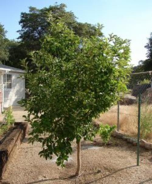 Яблоня Антоновка высота. Яблоня Антоновка белая: характеристики