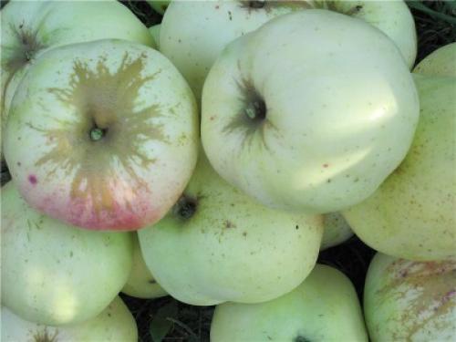 Красная Антоновка. Описание сорта Антоновка Десертная