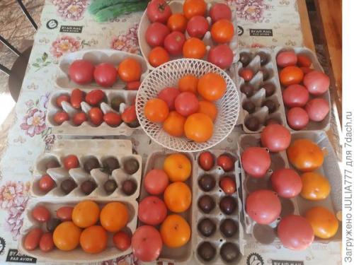 Почему стоит использовать капельный полив в теплице. Капельный полив в теплице - моё спасение