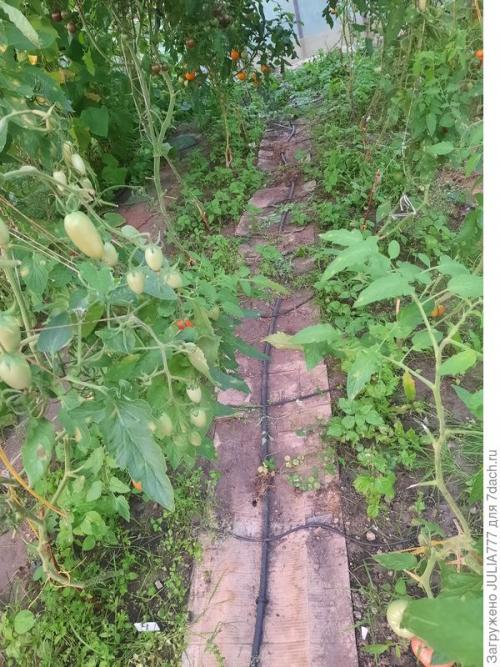 Почему стоит использовать капельный полив в теплице. Капельный полив в теплице - моё спасение