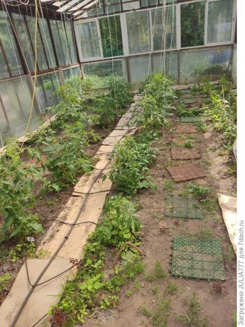 Почему стоит использовать капельный полив в теплице. Капельный полив в теплице - моё спасение