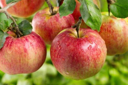 Этот многоликий сорт яблок. Лучшие сорта яблок: фото, названия и описания (каталог)