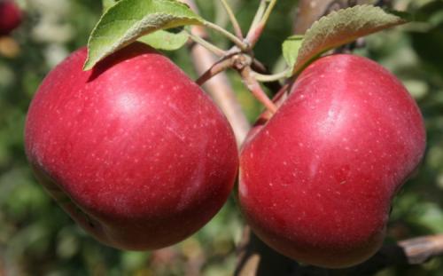 Когда собирать зимние яблоки на хранение. Всё про зимние сорта яблок