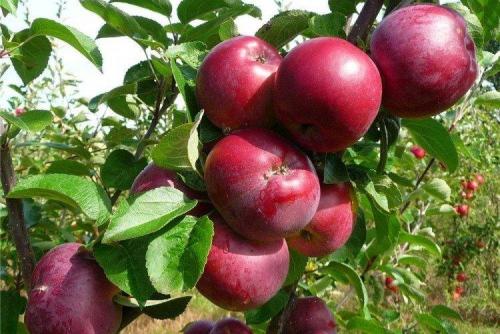 Этот многоликий сорт яблок. Лучшие сорта яблок: фото, названия и описания (каталог)