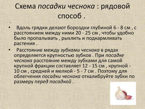Секреты чеснока: как использовать его правильно и избежать ошибок 04 Секреты чеснока: как использовать его правильно и избежать ошибок 04