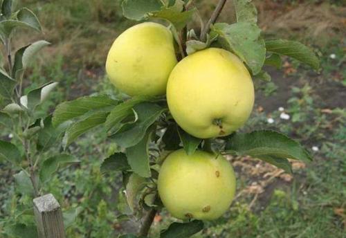 Популярные зимние сорта яблок. Зимние сорта яблок – общая классификация