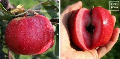 Красные яблоки сорт. Яблоки с красной мякотью –, что это за сорта и чем они лучше обычных