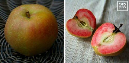 Красные яблоки сорт. Яблоки с красной мякотью –, что это за сорта и чем они лучше обычных